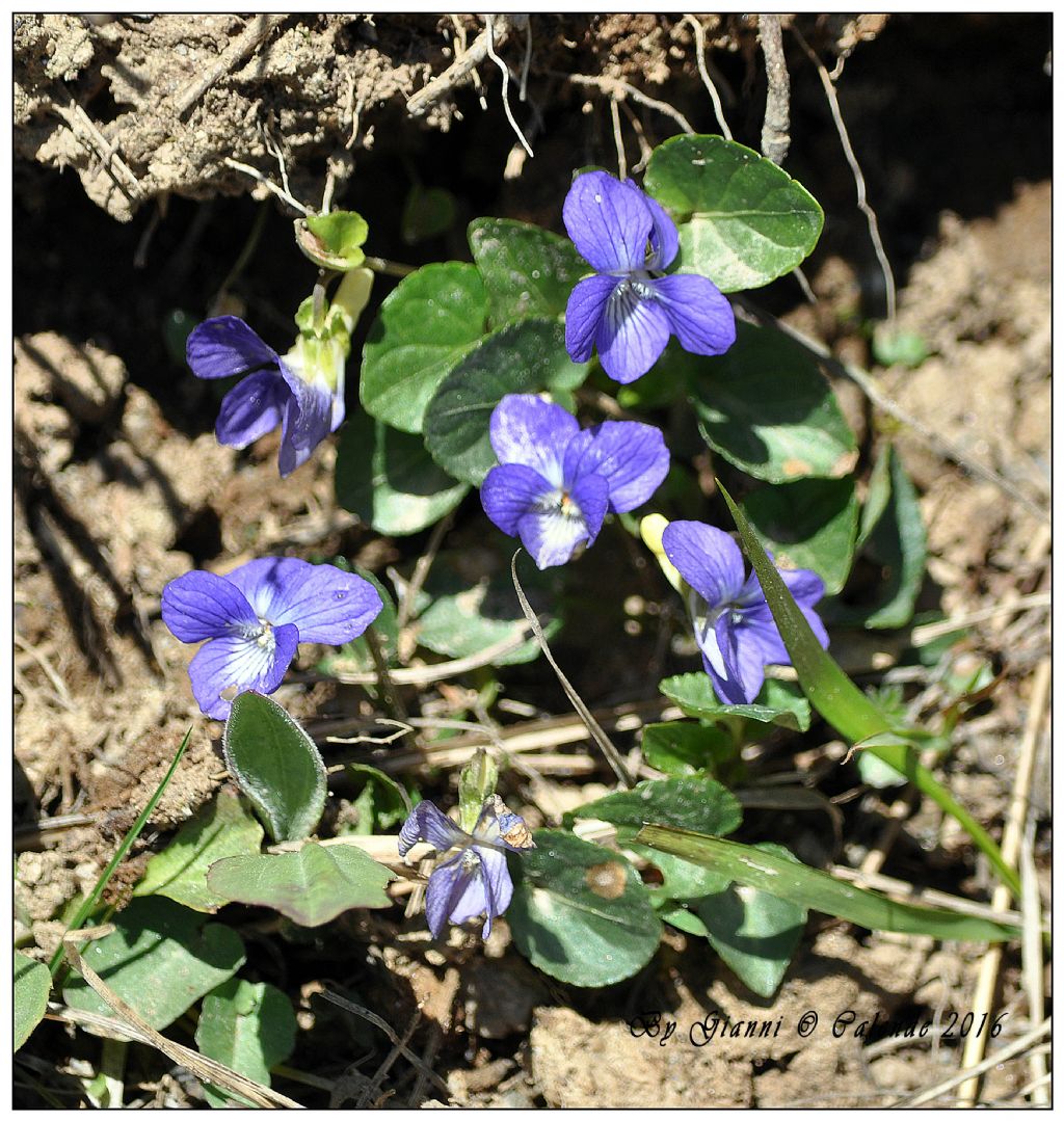 Viola riviniana?